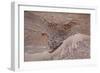 Usedom, Baltic Sea Beach, Escarpment with Sediment Layers-Catharina Lux-Framed Photographic Print