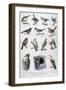 Useful Birds in Agriculture, 1896-A Clement-Framed Giclee Print