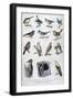 Useful Birds in Agriculture, 1896-A Clement-Framed Giclee Print