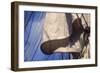 USS Constitution's Mainsail Detail, Boston-null-Framed Photographic Print