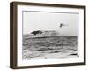 USS Lexington's Crew Diving into Sea-null-Framed Photographic Print