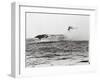 USS Lexington's Crew Diving into Sea-null-Framed Photographic Print