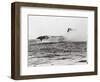 USS Lexington's Crew Diving into Sea-null-Framed Photographic Print