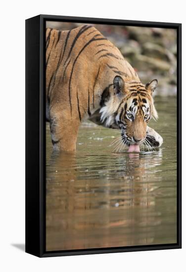 Ustaad, T24, Royal Bengal Tiger (Tigris Tigris) Drinking, Ranthambhore, Rajasthan, India-Janette Hill-Framed Stretched Canvas