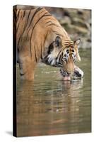 Ustaad, T24, Royal Bengal Tiger (Tigris Tigris) Drinking, Ranthambhore, Rajasthan, India-Janette Hill-Stretched Canvas