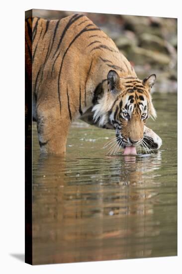 Ustaad, T24, Royal Bengal Tiger (Tigris Tigris) Drinking, Ranthambhore, Rajasthan, India-Janette Hill-Stretched Canvas