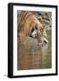 Ustaad, T24, Royal Bengal Tiger (Tigris Tigris) Drinking, Ranthambhore, Rajasthan, India-Janette Hill-Framed Photographic Print