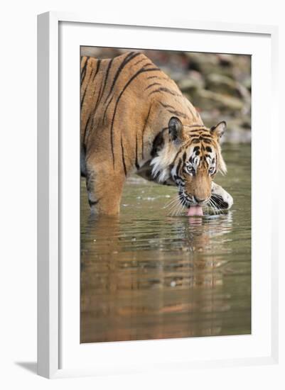 Ustaad, T24, Royal Bengal Tiger (Tigris Tigris) Drinking, Ranthambhore, Rajasthan, India-Janette Hill-Framed Photographic Print