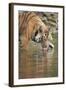 Ustaad, T24, Royal Bengal Tiger (Tigris Tigris) Drinking, Ranthambhore, Rajasthan, India-Janette Hill-Framed Photographic Print
