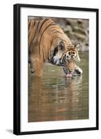 Ustaad, T24, Royal Bengal Tiger (Tigris Tigris) Drinking, Ranthambhore, Rajasthan, India-Janette Hill-Framed Photographic Print