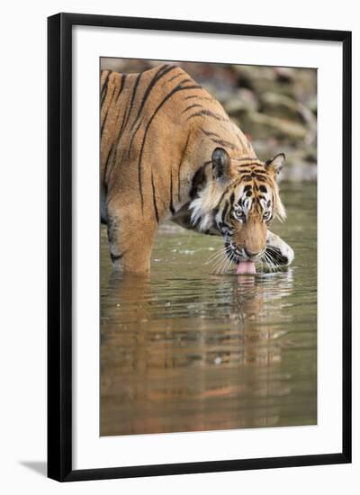 Ustaad, T24, Royal Bengal Tiger (Tigris Tigris) Drinking, Ranthambhore, Rajasthan, India-Janette Hill-Framed Photographic Print