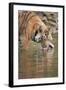 Ustaad, T24, Royal Bengal Tiger (Tigris Tigris) Drinking, Ranthambhore, Rajasthan, India-Janette Hill-Framed Photographic Print