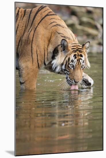 Ustaad, T24, Royal Bengal Tiger (Tigris Tigris) Drinking, Ranthambhore, Rajasthan, India-Janette Hill-Mounted Photographic Print