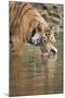 Ustaad, T24, Royal Bengal Tiger (Tigris Tigris) Drinking, Ranthambhore, Rajasthan, India-Janette Hill-Mounted Photographic Print