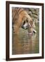 Ustaad, T24, Royal Bengal Tiger (Tigris Tigris) Drinking, Ranthambhore, Rajasthan, India-Janette Hill-Framed Photographic Print