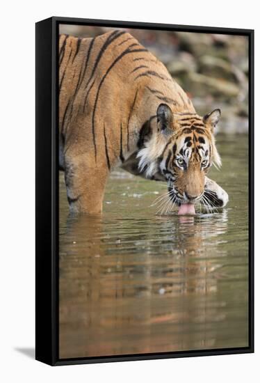 Ustaad, T24, Royal Bengal Tiger (Tigris Tigris) Drinking, Ranthambhore, Rajasthan, India-Janette Hill-Framed Stretched Canvas