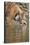Ustaad, T24, Royal Bengal Tiger (Tigris Tigris) Drinking, Ranthambhore, Rajasthan, India-Janette Hill-Stretched Canvas