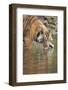 Ustaad, T24, Royal Bengal Tiger (Tigris Tigris) Drinking, Ranthambhore, Rajasthan, India-Janette Hill-Framed Photographic Print