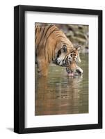 Ustaad, T24, Royal Bengal Tiger (Tigris Tigris) Drinking, Ranthambhore, Rajasthan, India-Janette Hill-Framed Photographic Print