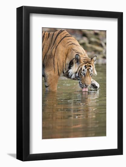 Ustaad, T24, Royal Bengal Tiger (Tigris Tigris) Drinking, Ranthambhore, Rajasthan, India-Janette Hill-Framed Photographic Print