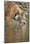 Ustaad, T24, Royal Bengal Tiger (Tigris Tigris) Drinking, Ranthambhore, Rajasthan, India-Janette Hill-Mounted Photographic Print