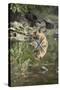 Ustaad, T24, Royal Bengal Tiger (Tigris Tigris), Ranthambhore, Rajasthan, India-Janette Hill-Stretched Canvas