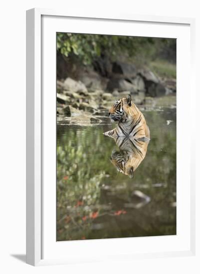 Ustaad, T24, Royal Bengal Tiger (Tigris Tigris), Ranthambhore, Rajasthan, India-Janette Hill-Framed Photographic Print