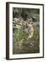 Ustaad, T24, Royal Bengal Tiger (Tigris Tigris), Ranthambhore, Rajasthan, India-Janette Hill-Framed Photographic Print