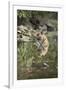 Ustaad, T24, Royal Bengal Tiger (Tigris Tigris), Ranthambhore, Rajasthan, India-Janette Hill-Framed Photographic Print