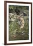 Ustaad, T24, Royal Bengal Tiger (Tigris Tigris), Ranthambhore, Rajasthan, India-Janette Hill-Framed Photographic Print