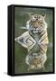 Ustaad, T24, Royal Bengal Tiger (Tigris Tigris), Ranthambhore, Rajasthan, India-Janette Hill-Framed Stretched Canvas