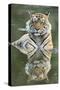 Ustaad, T24, Royal Bengal Tiger (Tigris Tigris), Ranthambhore, Rajasthan, India-Janette Hill-Stretched Canvas