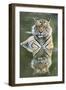 Ustaad, T24, Royal Bengal Tiger (Tigris Tigris), Ranthambhore, Rajasthan, India-Janette Hill-Framed Photographic Print