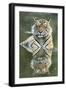 Ustaad, T24, Royal Bengal Tiger (Tigris Tigris), Ranthambhore, Rajasthan, India-Janette Hill-Framed Photographic Print