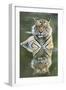 Ustaad, T24, Royal Bengal Tiger (Tigris Tigris), Ranthambhore, Rajasthan, India-Janette Hill-Framed Photographic Print