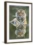 Ustaad, T24, Royal Bengal Tiger (Tigris Tigris), Ranthambhore, Rajasthan, India-Janette Hill-Framed Photographic Print