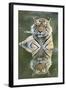 Ustaad, T24, Royal Bengal Tiger (Tigris Tigris), Ranthambhore, Rajasthan, India-Janette Hill-Framed Photographic Print