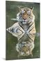Ustaad, T24, Royal Bengal Tiger (Tigris Tigris), Ranthambhore, Rajasthan, India-Janette Hill-Mounted Photographic Print