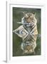 Ustaad, T24, Royal Bengal Tiger (Tigris Tigris), Ranthambhore, Rajasthan, India-Janette Hill-Framed Photographic Print