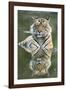 Ustaad, T24, Royal Bengal Tiger (Tigris Tigris), Ranthambhore, Rajasthan, India-Janette Hill-Framed Photographic Print