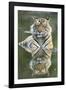 Ustaad, T24, Royal Bengal Tiger (Tigris Tigris), Ranthambhore, Rajasthan, India-Janette Hill-Framed Photographic Print