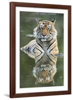 Ustaad, T24, Royal Bengal Tiger (Tigris Tigris), Ranthambhore, Rajasthan, India-Janette Hill-Framed Photographic Print