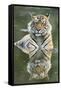 Ustaad, T24, Royal Bengal Tiger (Tigris Tigris), Ranthambhore, Rajasthan, India-Janette Hill-Framed Stretched Canvas