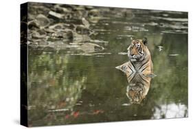 Ustaad, T24, Royal Bengal Tiger (Tigris Tigris), Ranthambhore, Rajasthan, India-Janette Hill-Stretched Canvas