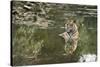 Ustaad, T24, Royal Bengal Tiger (Tigris Tigris), Ranthambhore, Rajasthan, India-Janette Hill-Stretched Canvas