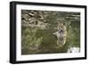 Ustaad, T24, Royal Bengal Tiger (Tigris Tigris), Ranthambhore, Rajasthan, India-Janette Hill-Framed Photographic Print