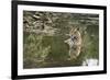 Ustaad, T24, Royal Bengal Tiger (Tigris Tigris), Ranthambhore, Rajasthan, India-Janette Hill-Framed Photographic Print