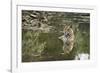 Ustaad, T24, Royal Bengal Tiger (Tigris Tigris), Ranthambhore, Rajasthan, India-Janette Hill-Framed Photographic Print