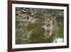 Ustaad, T24, Royal Bengal Tiger (Tigris Tigris), Ranthambhore, Rajasthan, India-Janette Hill-Framed Photographic Print