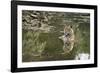 Ustaad, T24, Royal Bengal Tiger (Tigris Tigris), Ranthambhore, Rajasthan, India-Janette Hill-Framed Photographic Print